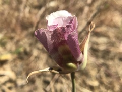 Calochortus argillosus