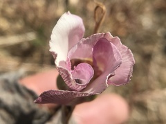 Calochortus argillosus