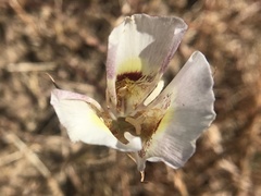 Calochortus argillosus