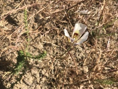Calochortus argillosus