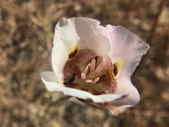 Calochortus argillosus