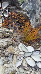 Brachyglottis haastii