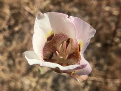 Calochortus argillosus