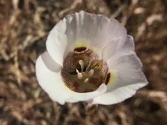 Calochortus argillosus