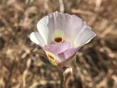 Calochortus argillosus