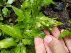 Arnica lanceolata prima