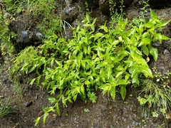 Arnica lanceolata prima