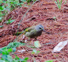 Pycnonotus flavescens