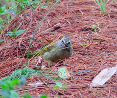 Pycnonotus flavescens