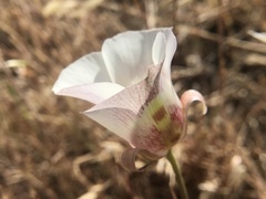Calochortus argillosus