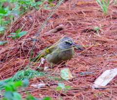 Pycnonotus flavescens