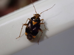 Liocoris