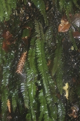 Cyathophorum bulbosum