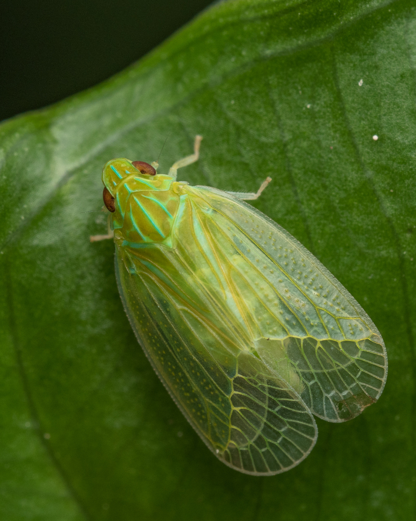 Tropiduchid Planthoppers