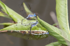 Lestes sigma