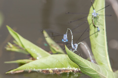 Lestes sigma