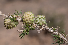 Rhopalomyia utahensis