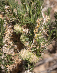 Rhopalomyia utahensis