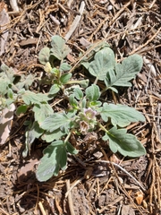 Phacelia hydrophylloides