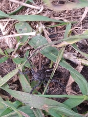 Dorcadion holosericeum