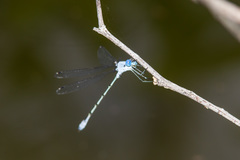 Lestes sigma