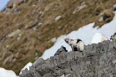 Vulpes lagopus lagopus
