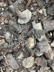 Pedicularis semibarbata