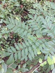 Zanthoxylum piperitum