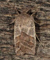 Eupsilia devia