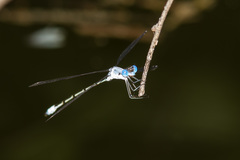 Lestes sigma