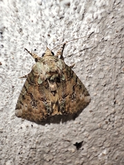 Noctuoidea