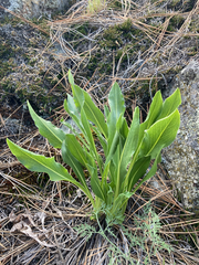 Pyrrocoma carthamoides