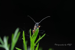 Phytoecia rufiventris