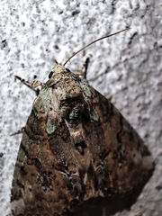 Noctuoidea
