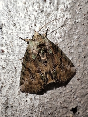 Noctuoidea