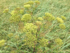 Polytaenia