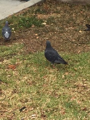 Columba livia domestica