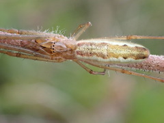 Tetragnatha montana