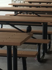 Euphagus cyanocephalus