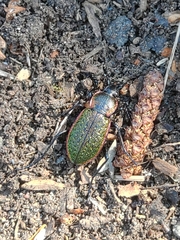 Carabus macleayi