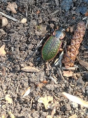 Carabus macleayi