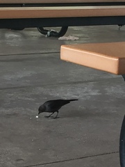 Euphagus cyanocephalus