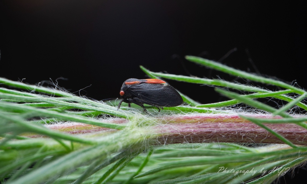 Machaerotypus mali