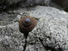Calliostoma ligatum