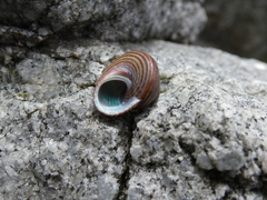 Calliostoma ligatum