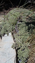 Raoulia parkii