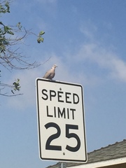 Streptopelia decaocto