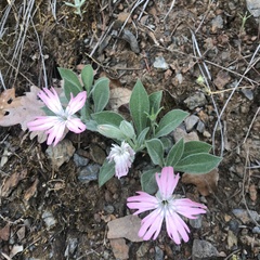 Silene hookeri