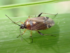 Harpocera