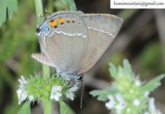 Satyrium latior